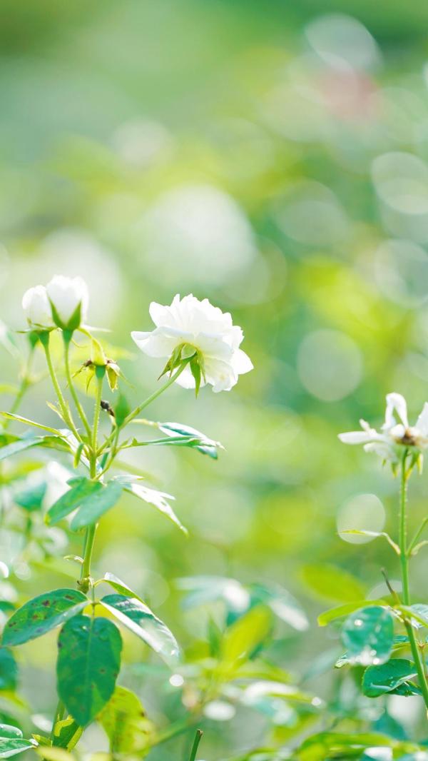 秋天的月季花壁纸手机图片大全