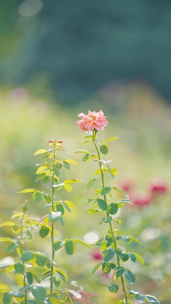 秋天的月季花壁纸手机图片大全