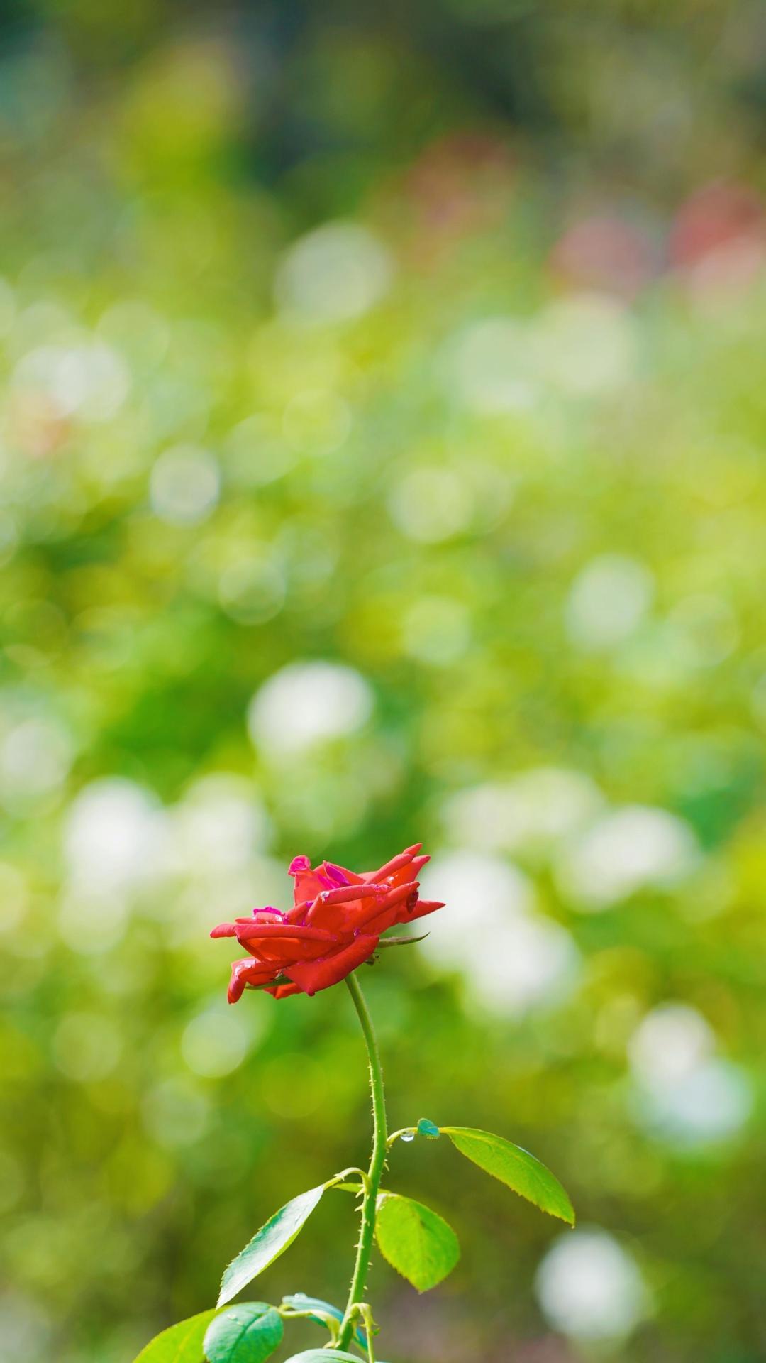 秋天的月季花壁纸手机图片大全1