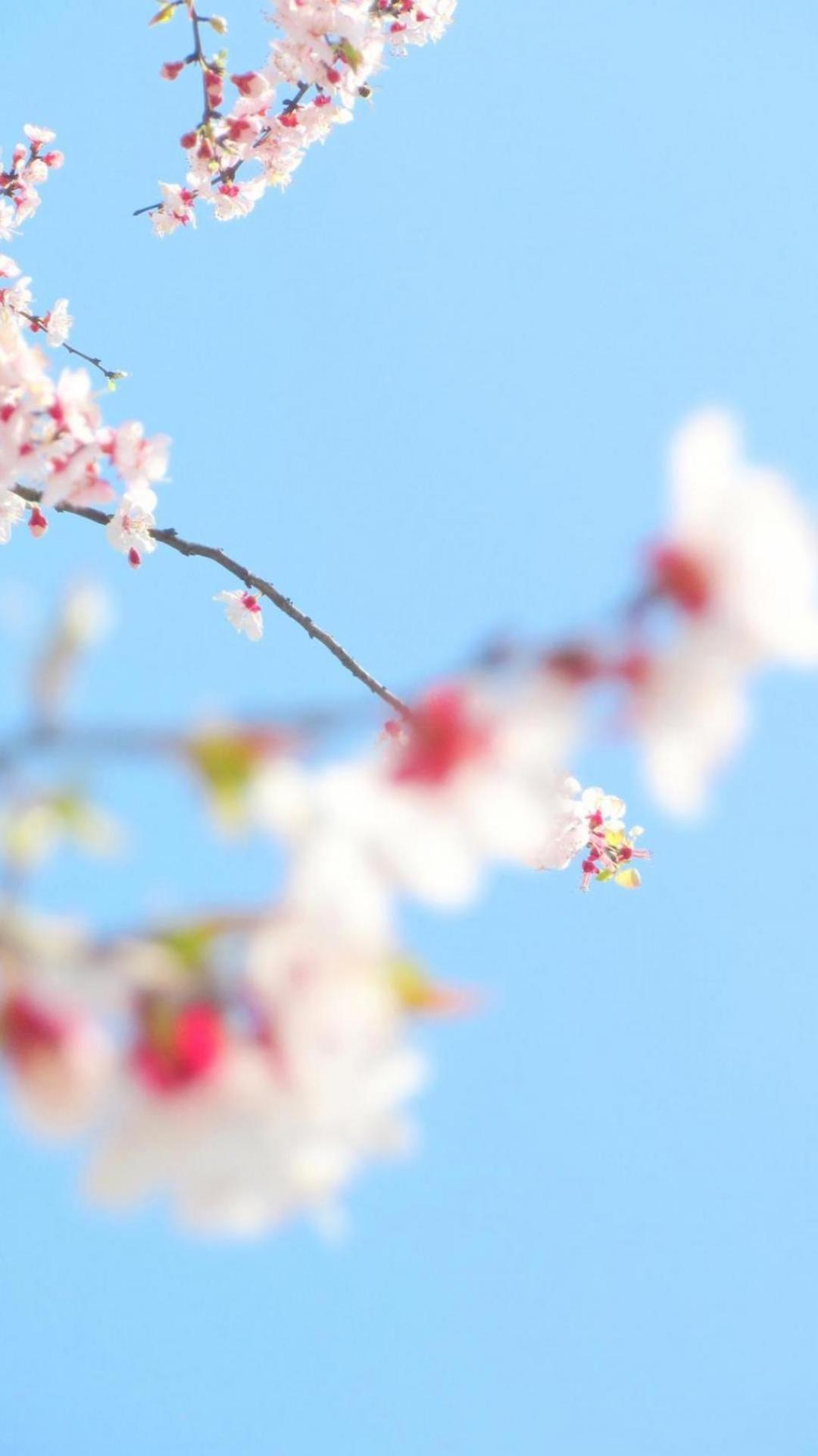 三月手机壁纸你好，春暖花开，美美的10