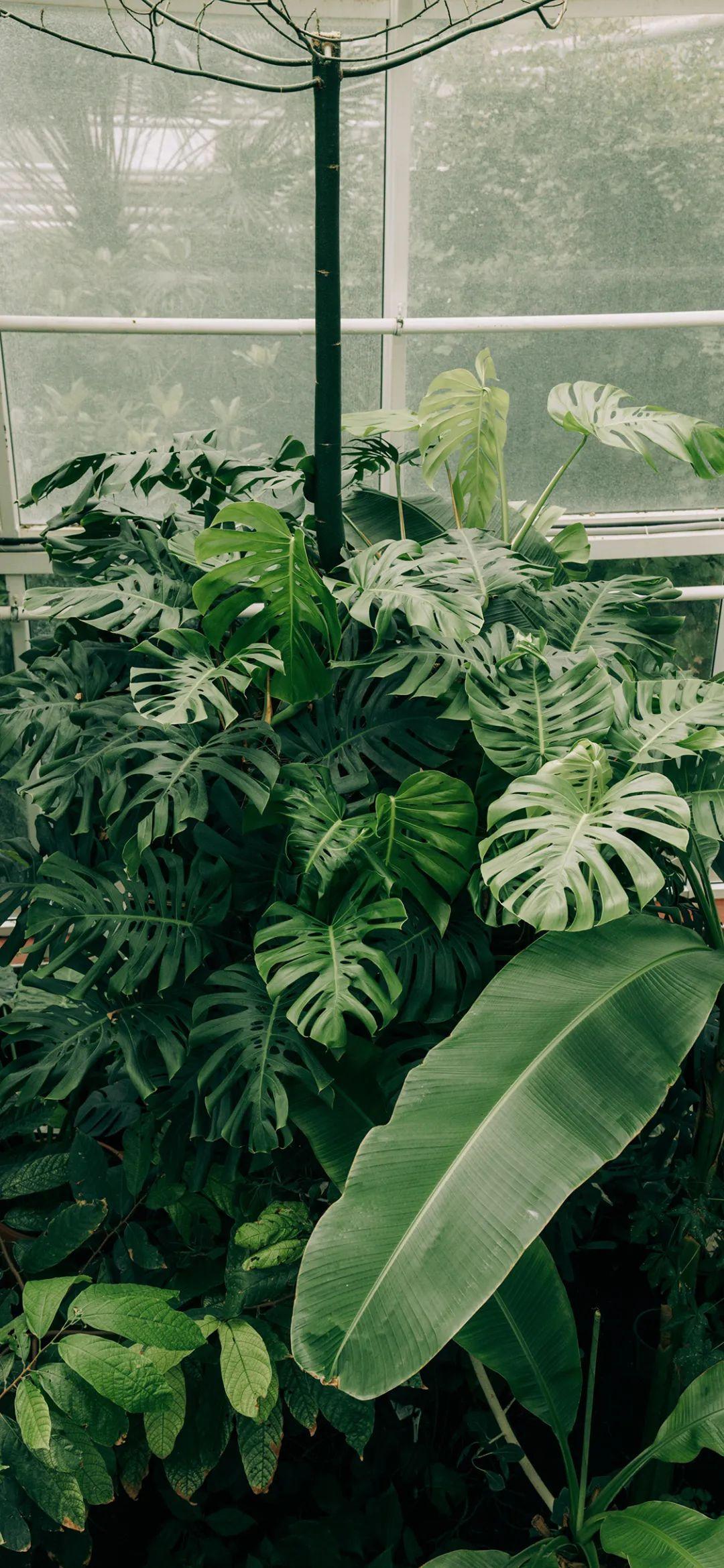 植物壁纸小清新自然 唯美3