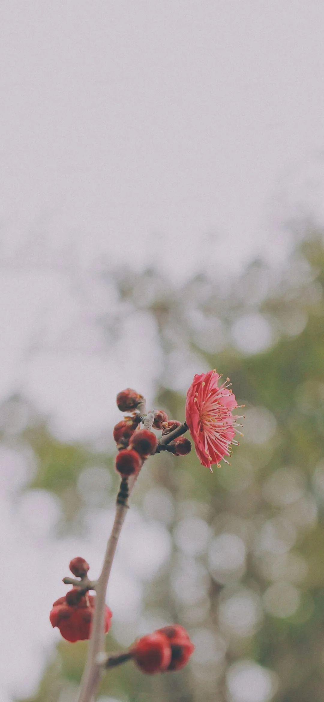 花朵小清新壁纸 简约 唯美3